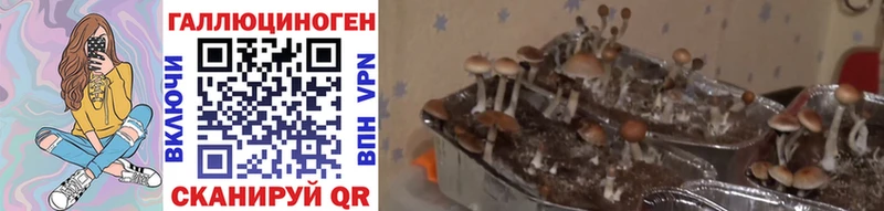 закладка  shop состав  Псилоцибиновые грибы MAGIC MUSHROOMS  Кисловодск 