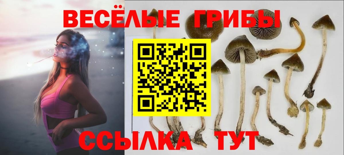 Кисловодск  Галлюциногенные грибы Psilocybine cubensis  Вход с VPN 